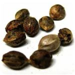 Семена марихуаны АК-47 (Seeds AK-47) в Приморско-Ахтарске Семена марихуаны АК-47 (Seeds AK-47) в Приморско-Ахтарске